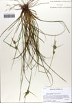 000063809-thumbnail.jpg
