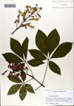 000063839-thumbnail.jpg