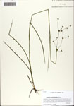 Juncus