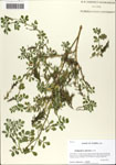 000063877-thumbnail.jpg