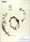 000063885-thumbnail.jpg