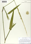 Hymenachne