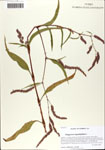 000063943-thumbnail.jpg