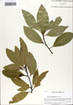 000063992-thumbnail.jpg