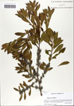 000064072-thumbnail.jpg