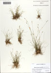 Rhynchospora