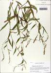 000064126-thumbnail.jpg