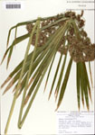000064154-thumbnail.jpg