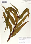 000064161-thumbnail.jpg