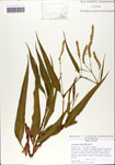 Polygonum
