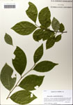 Stewartia