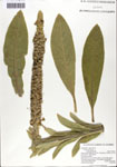 000064184-thumbnail.jpg