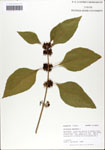 000064193-thumbnail.jpg