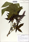 000064196-thumbnail.jpg