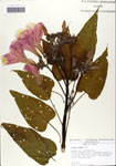 000064197-thumbnail.jpg