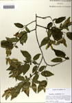 000064206-thumbnail.jpg