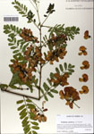 000064210-thumbnail.jpg