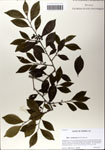000064213-thumbnail.jpg