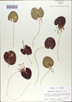 Nymphoides