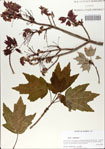 000064770-thumbnail.jpg
