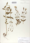 000064786-thumbnail.jpg