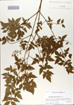 000064849-thumbnail.jpg