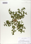 Gratiola