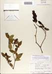 000065012-thumbnail.jpg