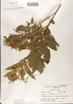 000065207-thumbnail.jpg