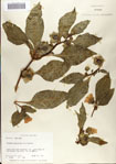 000065274-thumbnail.jpg