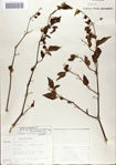 000065634-thumbnail.jpg