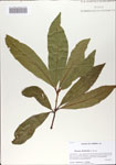 000065810-thumbnail.jpg