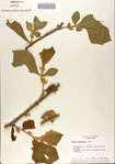 000065869-thumbnail.jpg