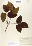 000065973-thumbnail.jpg