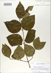 000066055-thumbnail.jpg