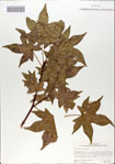000066109-thumbnail.jpg