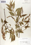 000066367-thumbnail.jpg