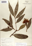 Syzygium