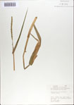 000067365-thumbnail.jpg