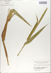 000067366-thumbnail.jpg