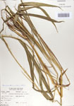 000067531-thumbnail.jpg