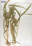 000067532-thumbnail.jpg