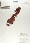 000067857-thumbnail.jpg