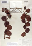 000067858-thumbnail.jpg