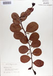 000067862-thumbnail.jpg