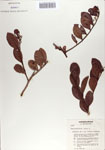000067863-thumbnail.jpg