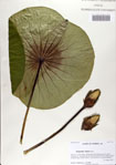 000068504-thumbnail.jpg