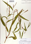 000068529-thumbnail.jpg