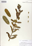 000068605-thumbnail.jpg