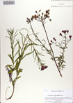 000070225-thumbnail.jpg